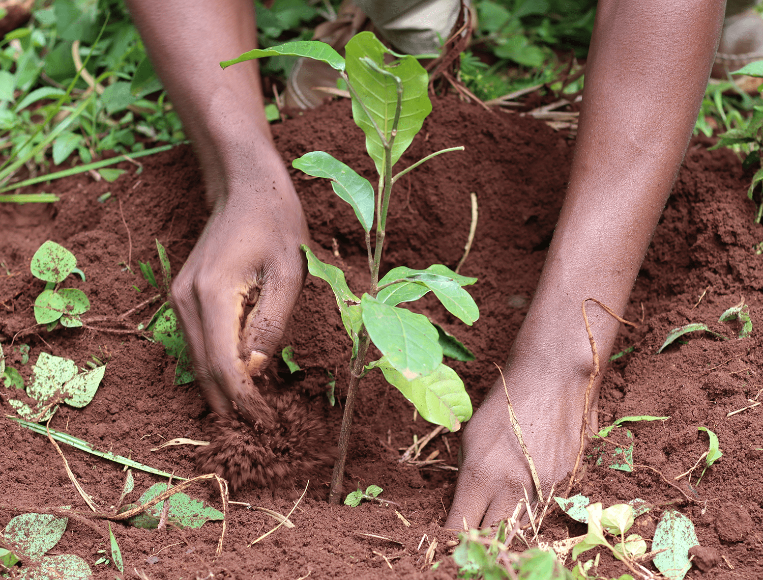 person with their hands in soil, digging up some plants