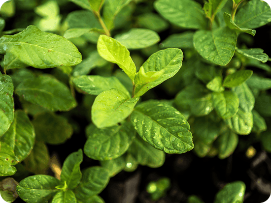 close up of a green plant with drops of water