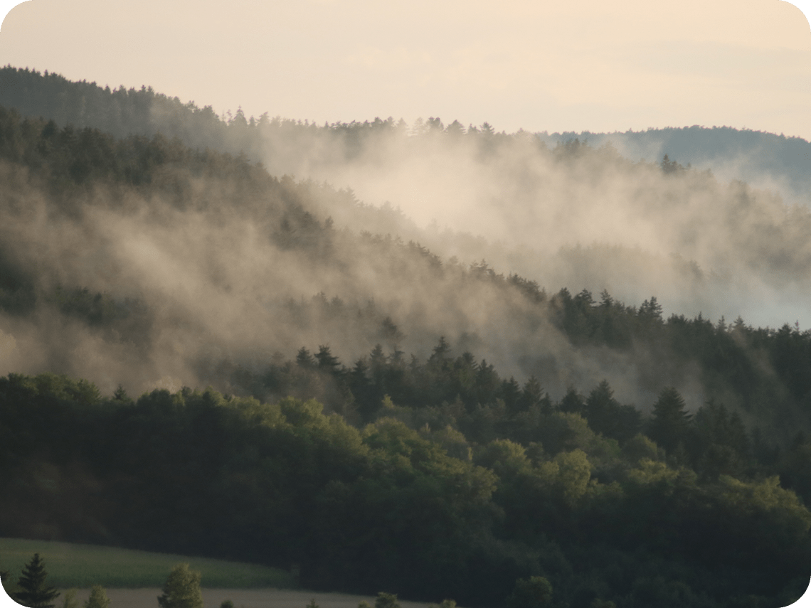 a forest of dark trees with thick low mist