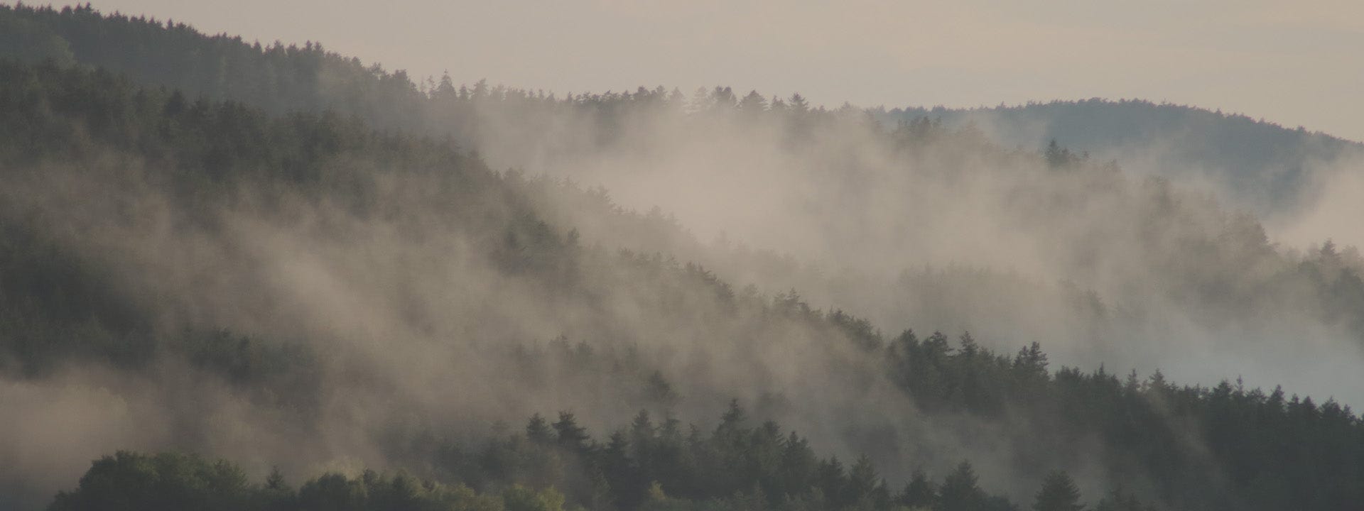 a forest of dark trees with thick low mist