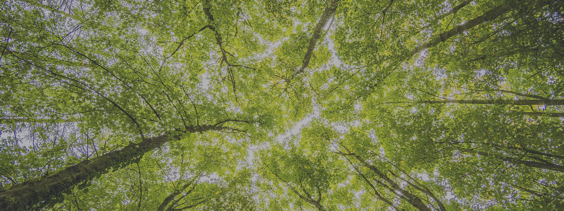 image taken from the ground, looking up into a canopy of trees with sunlight breaking through the gaps
