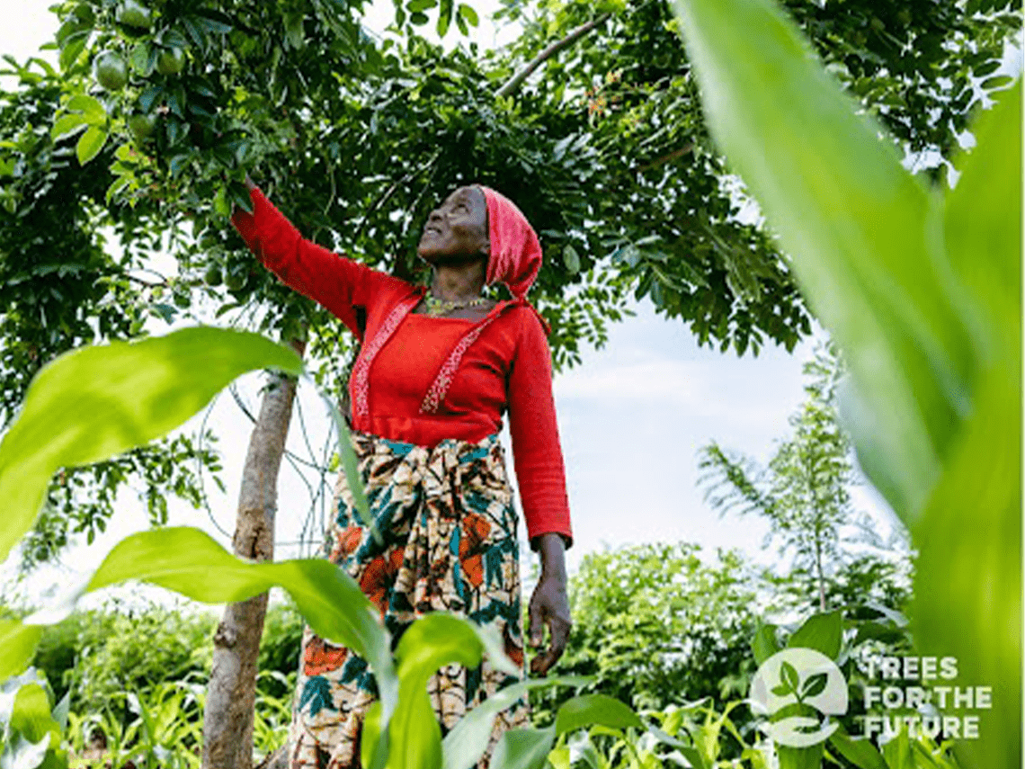 woman in brightly coloured clothing standing next to a planted tree with her hand reaching up into the leaves
